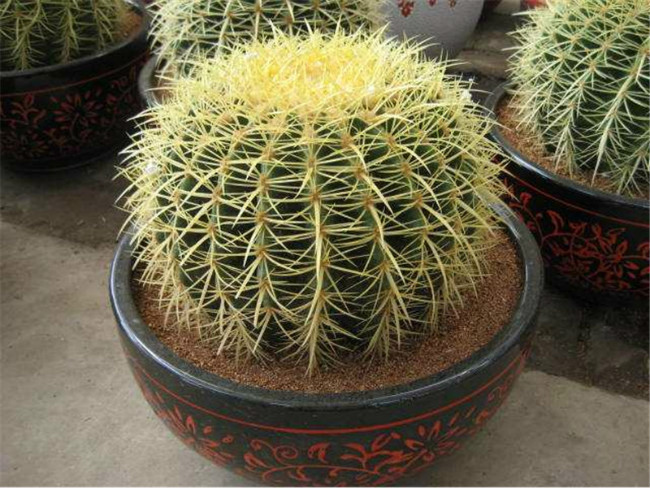 仙人球植物图
