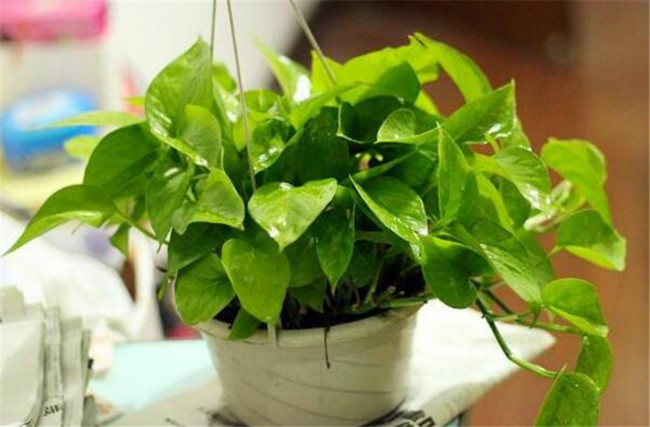 绿萝植物图