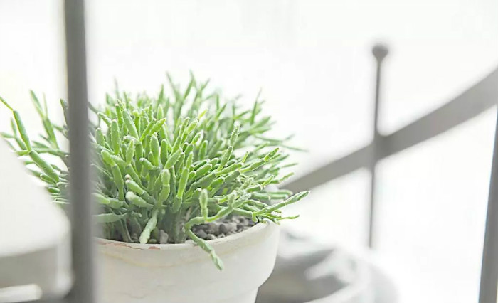植物去甲醛法图
