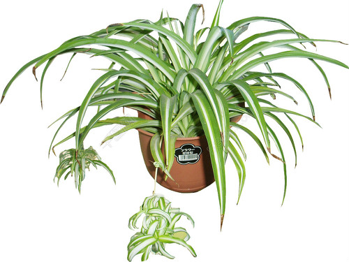 植物去味法