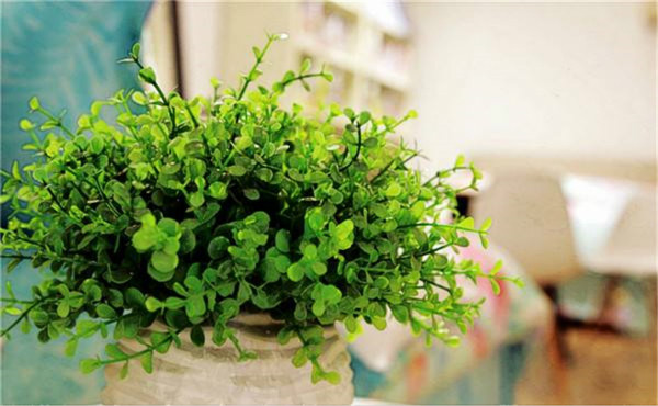 植物除油漆味图